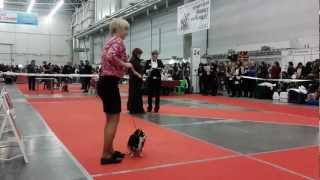 "Киевская Русь 2012" чихуахуа д\ш 8 часть