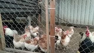 Принимаем заказы на загорских лососевых