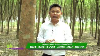 การเจาะยางพารา รายการเกษตรปลอดภัย ( อุปกรณ์เก็บผลผลิตน้ำยางพารา ) K MARKETING WORLD
