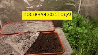 Появились первые всходы томатов! 