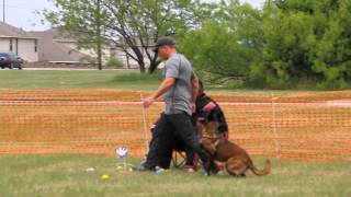 PSA level one obedience