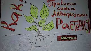 Как правильно сажать аквариумные растения, аквариумные растения