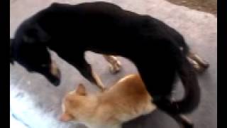 Porno animal..jajajja