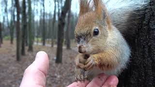Ушастик прогнал Балерину. И про других белок /Ushastik drove the Ballerina away. And other squirrels