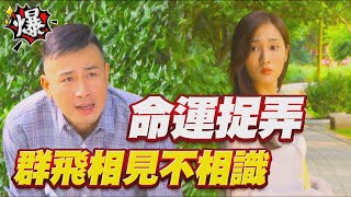 《多情大爆爆》多情城市 EP254 命運捉弄 群飛相見不相識