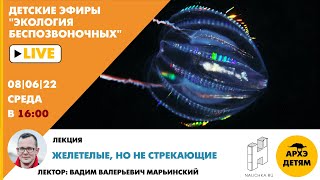 Детский эфир "Желетелые, но не стрекающие" курса "Экология беспозвоночных" Вадима Марьинского