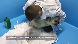 Малышку нерпу спасли в Финском заливе