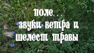 Поле..., звук ветра и шелест травы. Футаж.