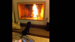 Ermis the dog