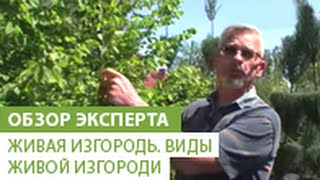 Живая изгородь. Виды живой изгороди.