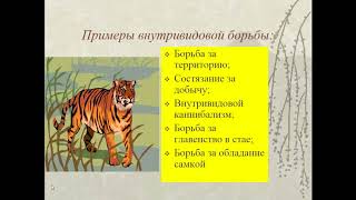 Биология. 9 класс. Движущие силы эволюции. Людмила Ивановна. Profi-Teacher.ru