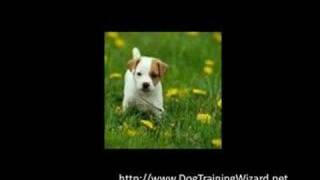 Effective Puppy Potty Training Techniques