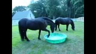 Splish Splash Friesian Horse Aviana Playing in pool