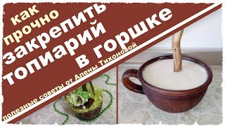 Как закрепить топиарий в горшке — без гипса или с гипсовой заливкой! Простой мастер-класс Тихоновой