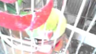 PIROT KING