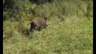 Wild Boar - Sanglier