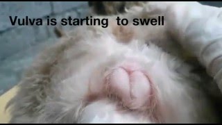Dog Season Heat Cycle Guide - Virgin Shih Tzu Swollen Vulva