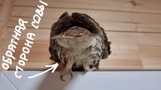 Сыч Лучик ищет подход к Кутуше. У меня игрушки из леса: как собрать этот пазл? Влажный котик в конце