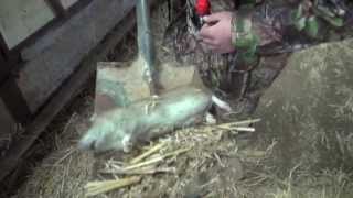 Rat Shooting with Bait