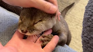 不在の飼い主を鳴かずに待てるようになったカワウソ otter that can now wait for its absent owner without squealing