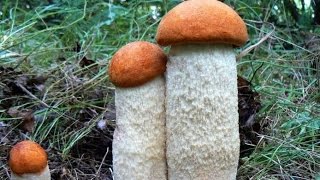 Подосиновики прекрасно чистят кровь, снижают холестерин.
