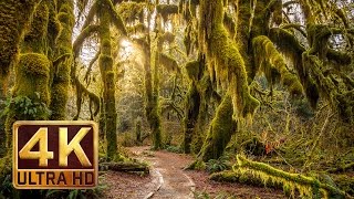 4K, Hoh Rain Forest - Nature Relaxation Video