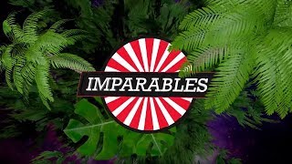 IMPARABLES HOTWHEELS SUPER CHALLENGE 2019