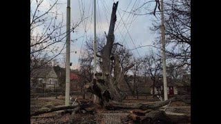 Запорожье СИТУАЦИЯ С 700 ЛЕТНИМ ЗАПОРОЖСКИМ ДУБОМ 07.02.2023