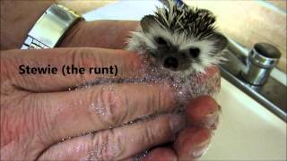 Bath Time for 5 week old baby hedgehogs