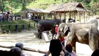 ORIGINAL Elephant Paints Self Portrait