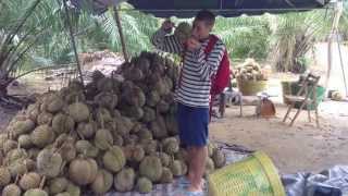 The Durian Farm! Brohers on a health trip in Asia part 6