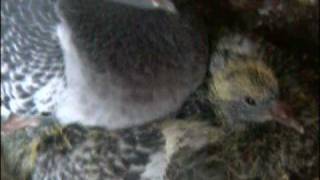 PART 2 , Hodowla Kulbacki 08r , gołębie,Tauben,pigeon,Голуби