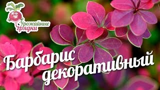 Барбарис декоративный #urozhainye_gryadki