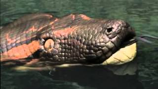 Titanoboa