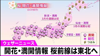開花・満開情報　桜前線は東北へ