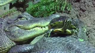 The Tortoise and the Crocodile -  In the Realm of the Crocodiles - Munich Zoo