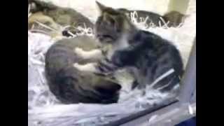 Kitten Performing Shiatsu Massage