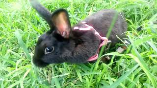 Paseando a mi conejo enano Margot