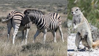 NAMIBIE: Etosha NP: La Saison des Amours. Mating Season.