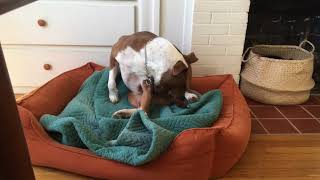 dog licking