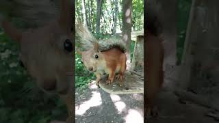 Кормушка всё ещё работает / The feeder is still working