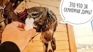 И снова растения из Garden Plants. Сыч Лучик устал распаковывать и всё это обзирать