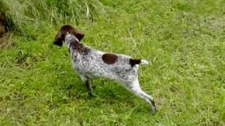 kurzhaar training - Koby 3 months.m4v
