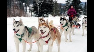 Хаски. Ездовые собаки в Шерегеше. Катание на упряжках.
