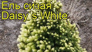 Ель сизая Дейзи Уайт. Краткий обзор, описание характеристик picea glauca Daisy's White