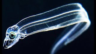 7 Incredible See-Through Deep Ocean Creatures