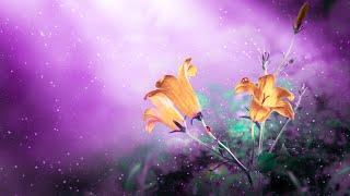 Deep Healing Sounds | 528Hz Ancient Frequency Music | Enhance Positive Energy | Zen Meditation ​​​