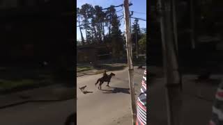 17 04 2020 запрещено передвижение автомашин КАРАНТИН улица Руставели Кобулети Видео Гочи Хиникадзе