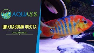 ?Aquass - цихлазома феста видео