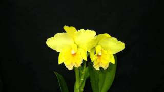 洋らん開花画像　カトレヤ   Rlc. Princess Kiko'Hohoemi'
